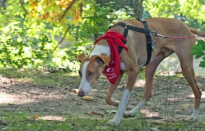 Bly beim Mantrail